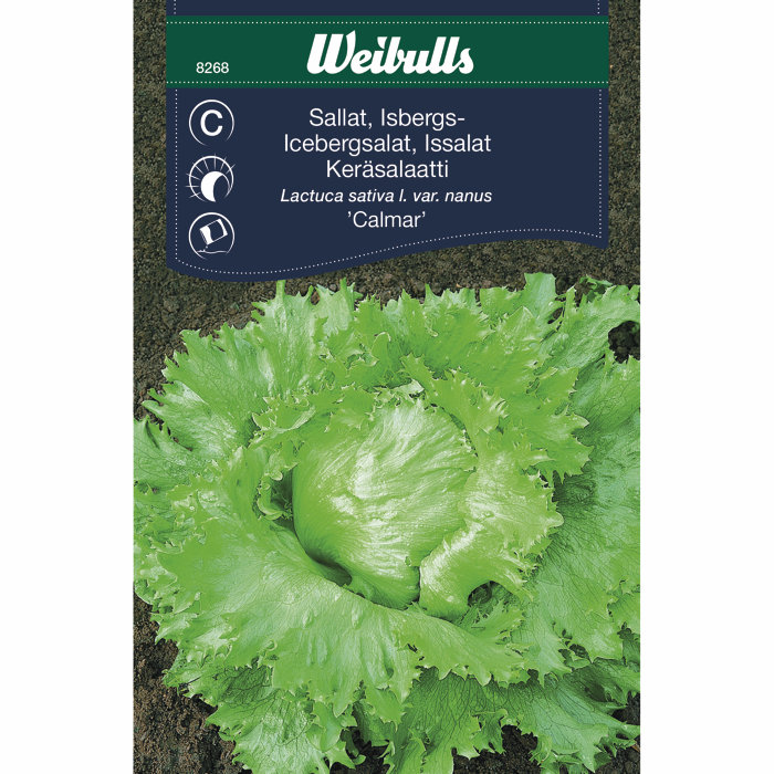 Isbergsalat 'Calmar'